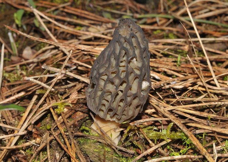 Morchella sp. -  Escursione